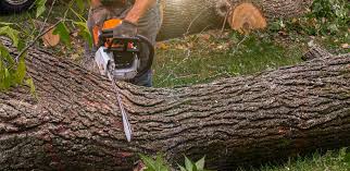 Best Tree Cabling and Bracing  in South Blooming Grove, NY