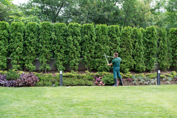 Best Tree Removal  in South Blooming Grove, NY