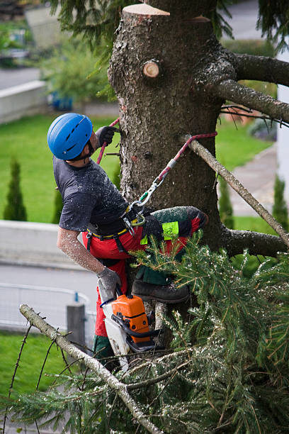 Best Firewood Processing and Delivery  in South Blooming Grove, NY