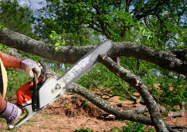 Trusted South Blooming Grove, NY Tree Removal Experts