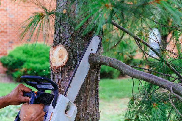 Best Hazardous Tree Removal  in South Blooming Grove, NY